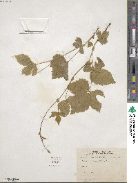 Rubus triflorus image