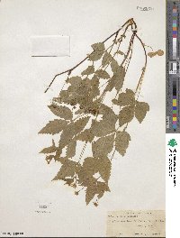 Rubus triflorus image