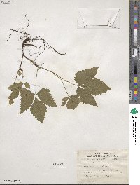 Rubus triflorus image