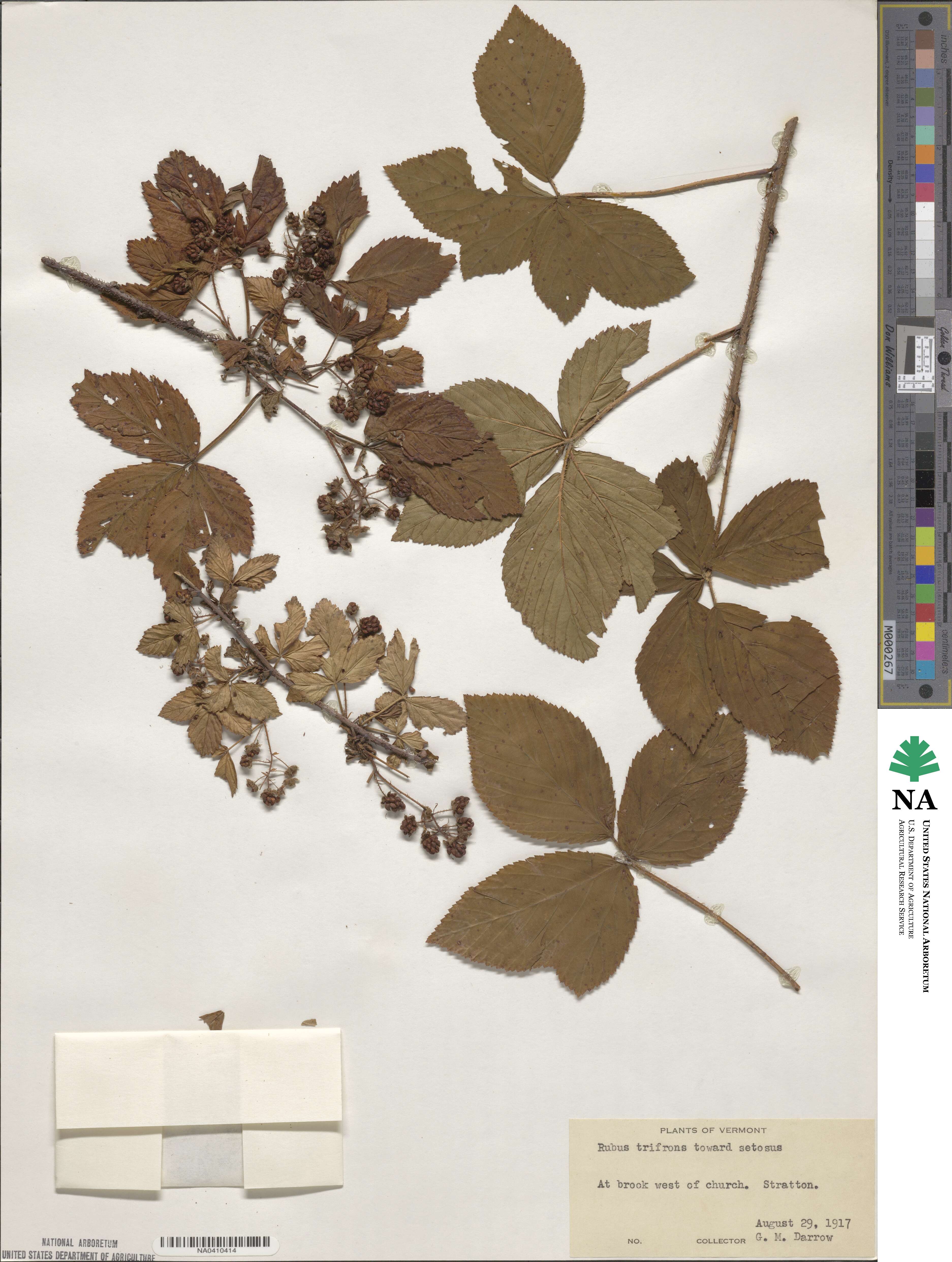 Rubus trifrons image