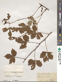 Rubus trifrons image