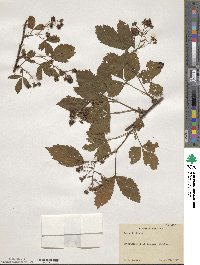 Rubus trifrons image