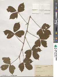 Rubus trifrons image