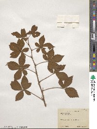 Rubus trifrons image