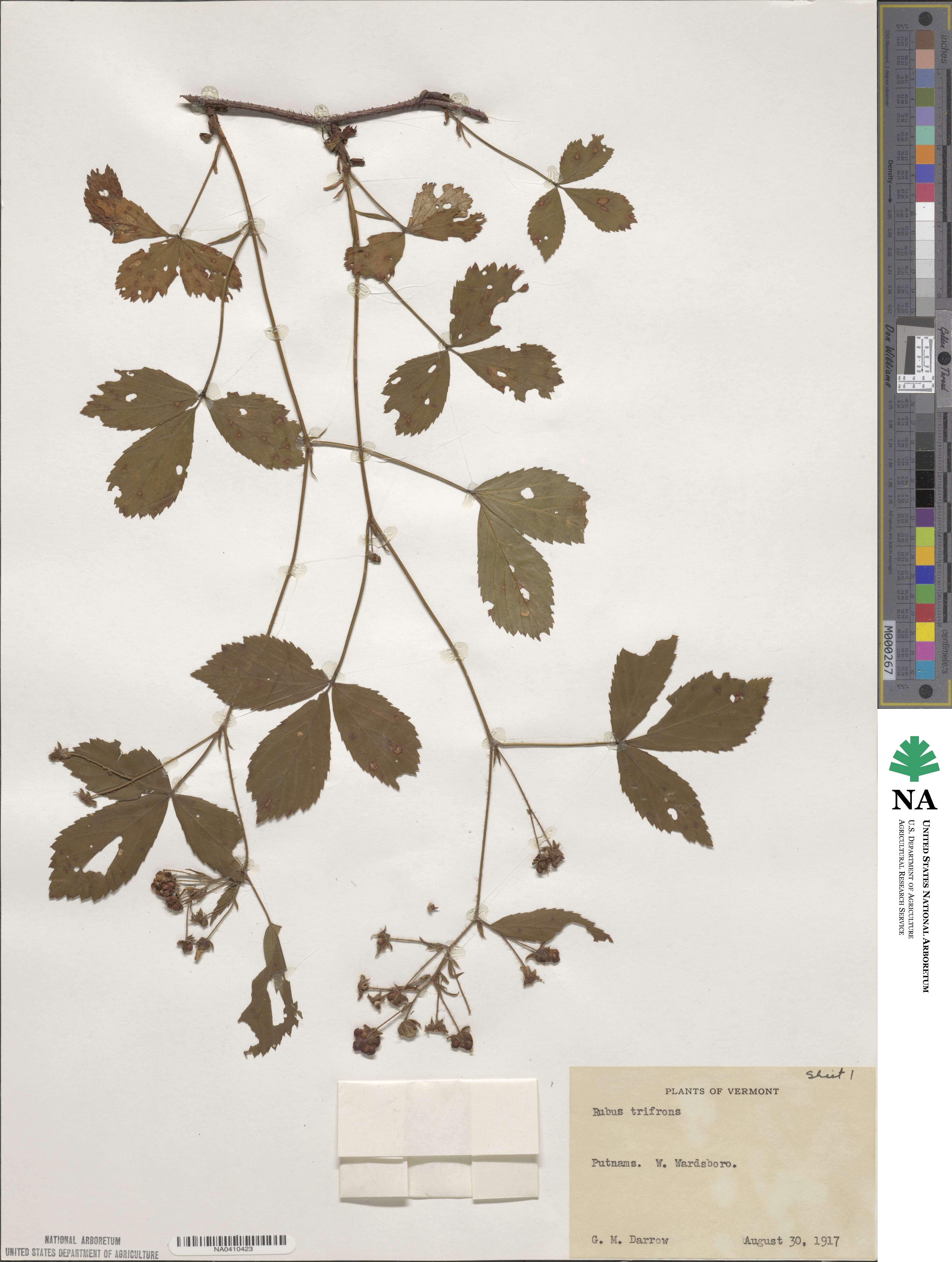 Rubus trifrons image