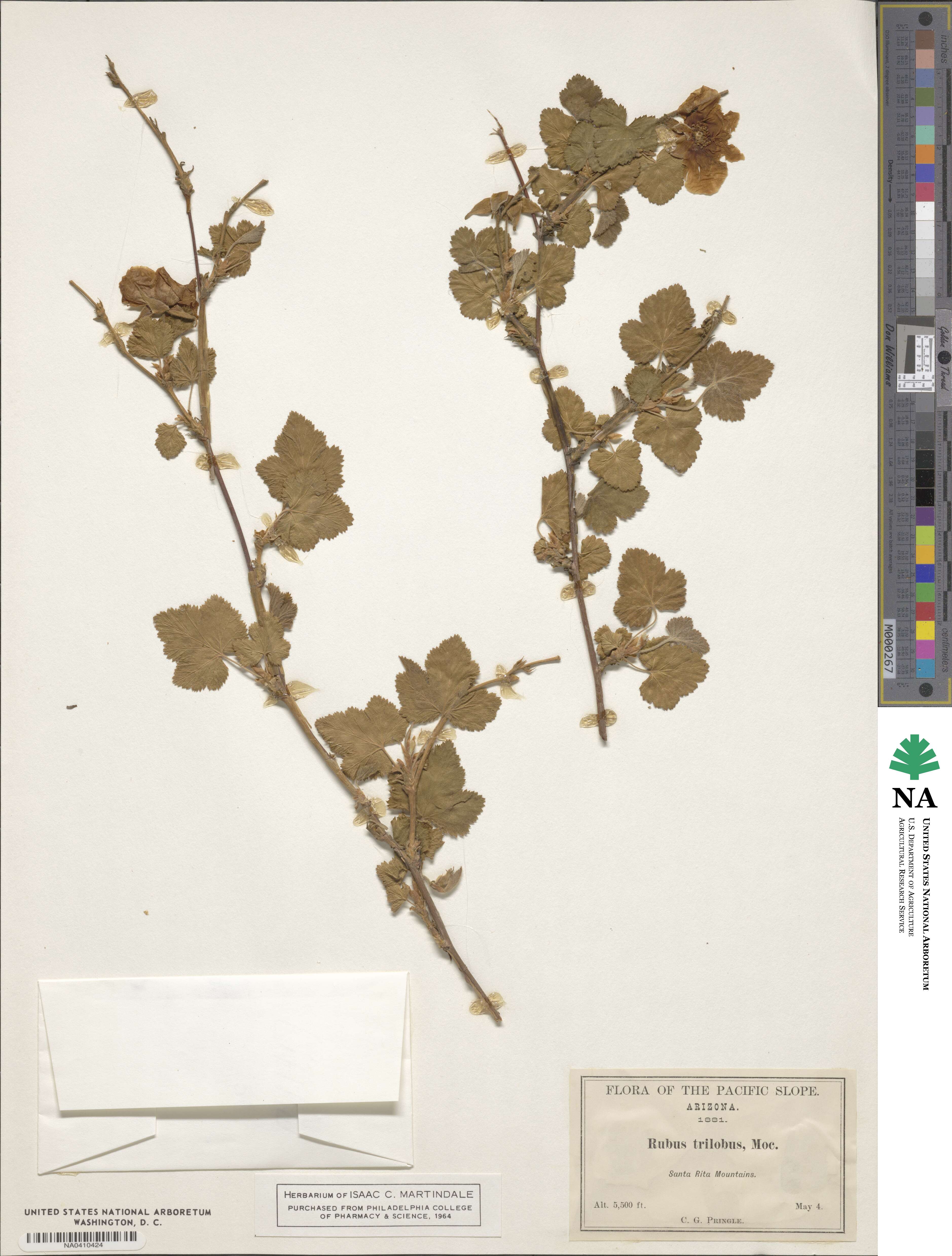 Rubus trilobus image