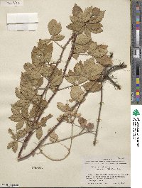 Rubus trivialis image