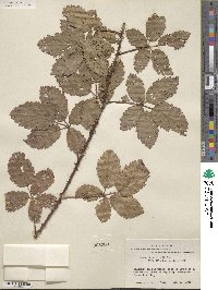 Rubus trivialis image