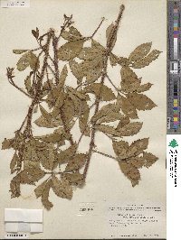 Rubus trivialis image