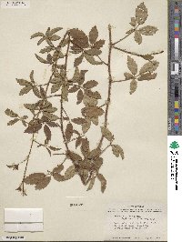 Rubus trivialis image