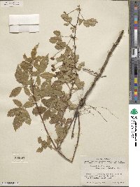 Rubus trivialis image