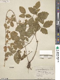 Rubus trivialis image