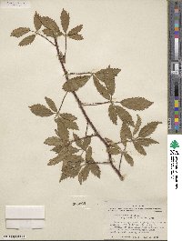 Rubus trivialis image