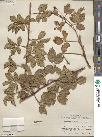 Rubus trivialis image