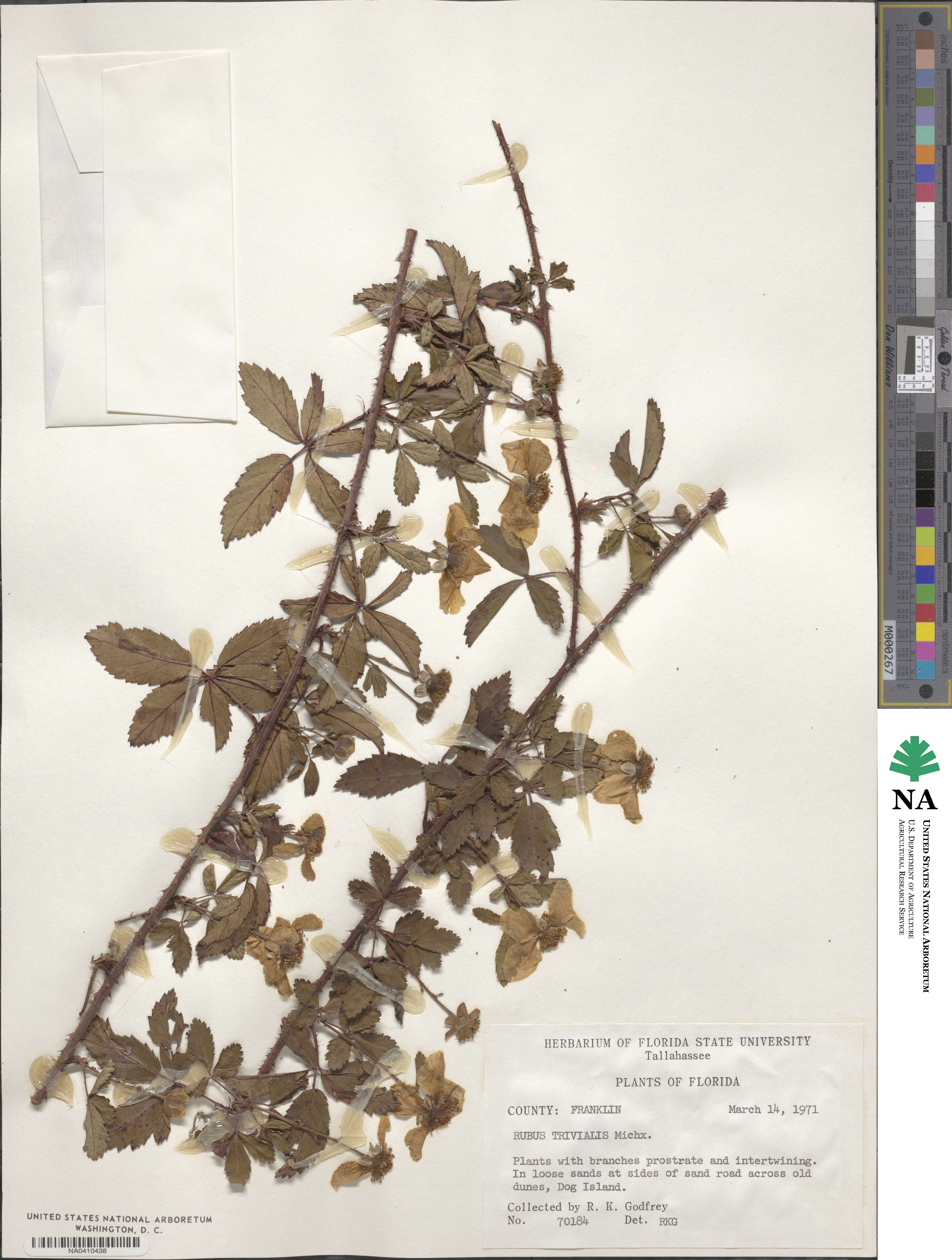 Rubus trivialis image