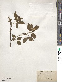 Rubus trivialis image