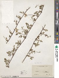 Rubus trivialis image