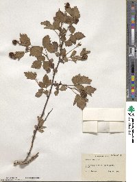 Rubus trivialis image