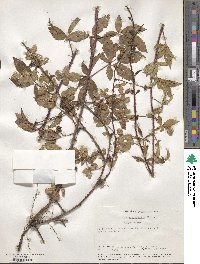 Rubus trivialis image