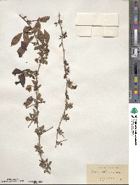 Rubus trivialis image