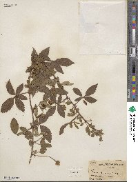 Rubus trivialis image