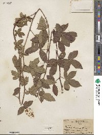 Rubus trivialis image