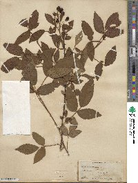 Rubus trivialis image