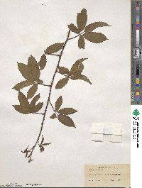 Rubus trivialis image