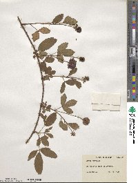 Rubus trivialis image