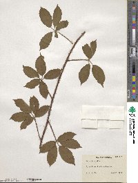 Rubus trivialis image