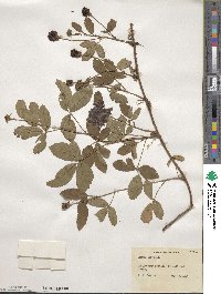 Rubus trivialis image