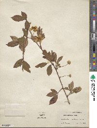 Rubus trivialis image