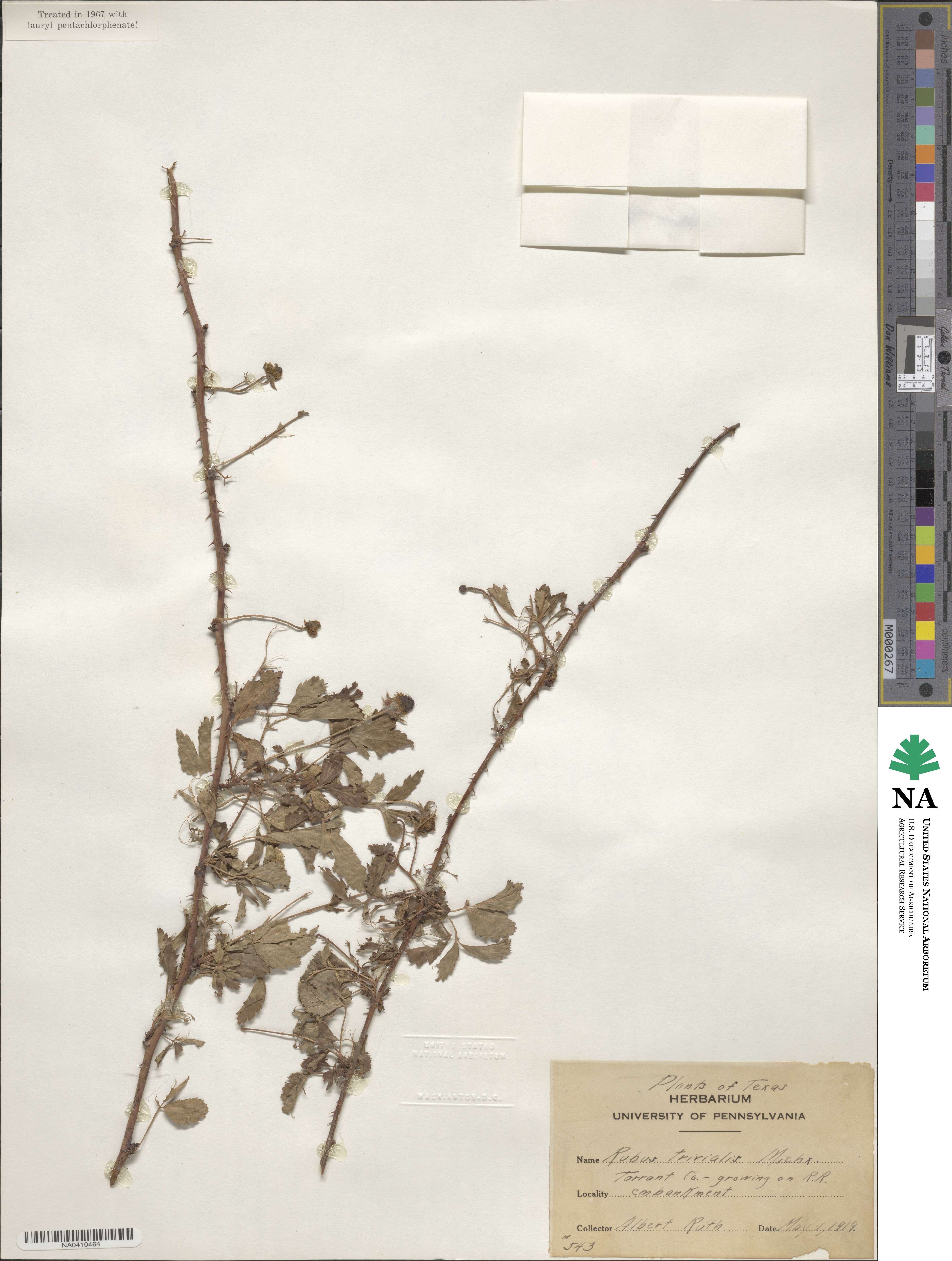 Rubus trivialis image