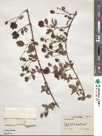 Rubus trivialis image