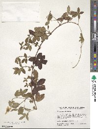 Rubus trivialis image