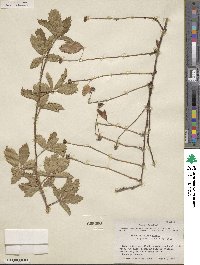 Rubus trivialis image