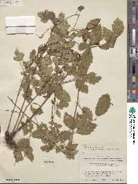 Rubus trivialis image