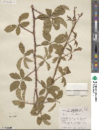 Rubus trivialis image