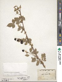 Rubus trivialis image