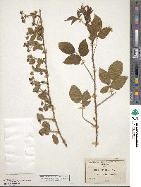 Rubus trivialis image