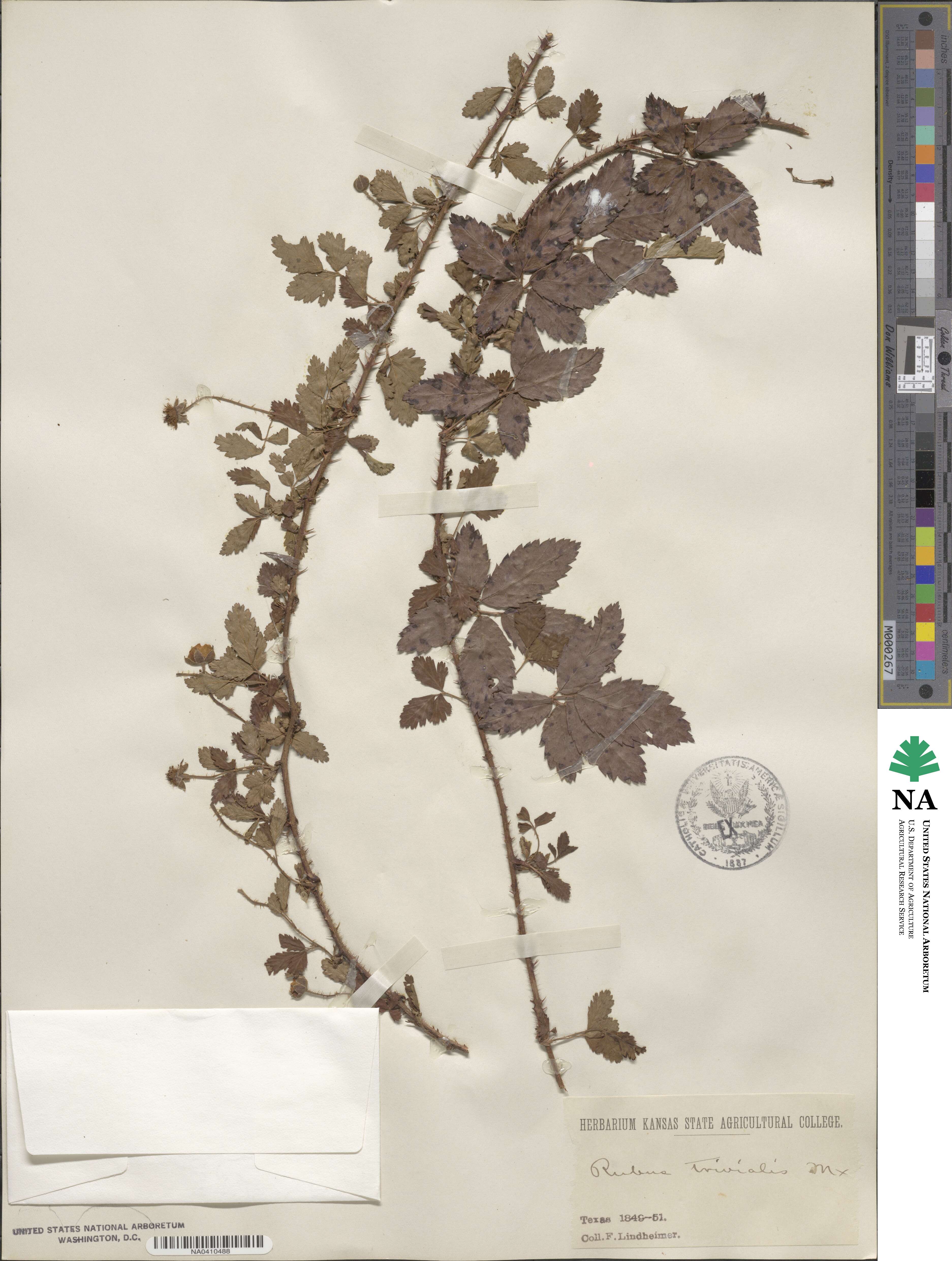 Rubus trivialis image