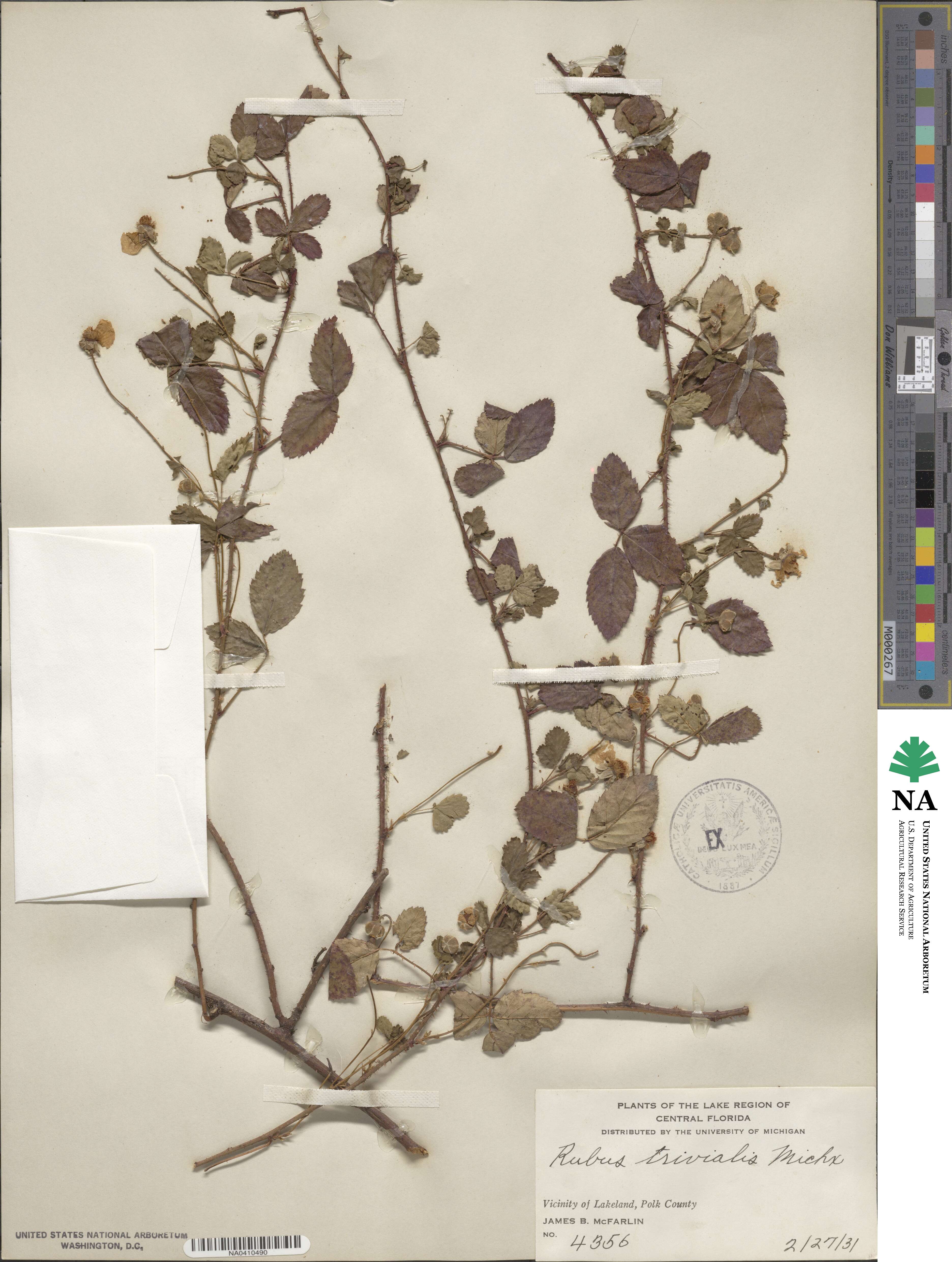 Rubus trivialis image