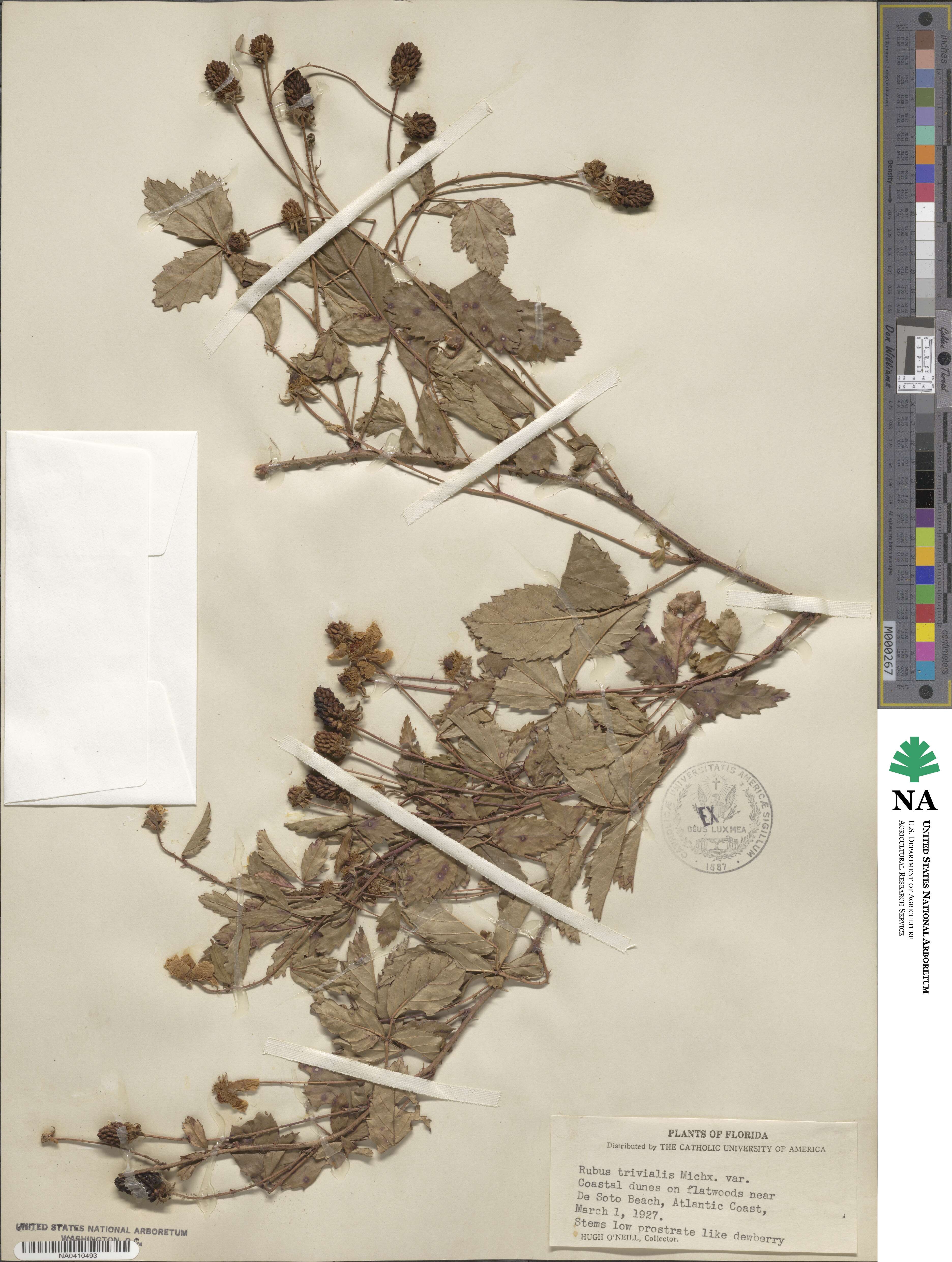 Rubus trivialis image