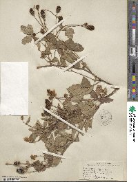 Rubus trivialis image