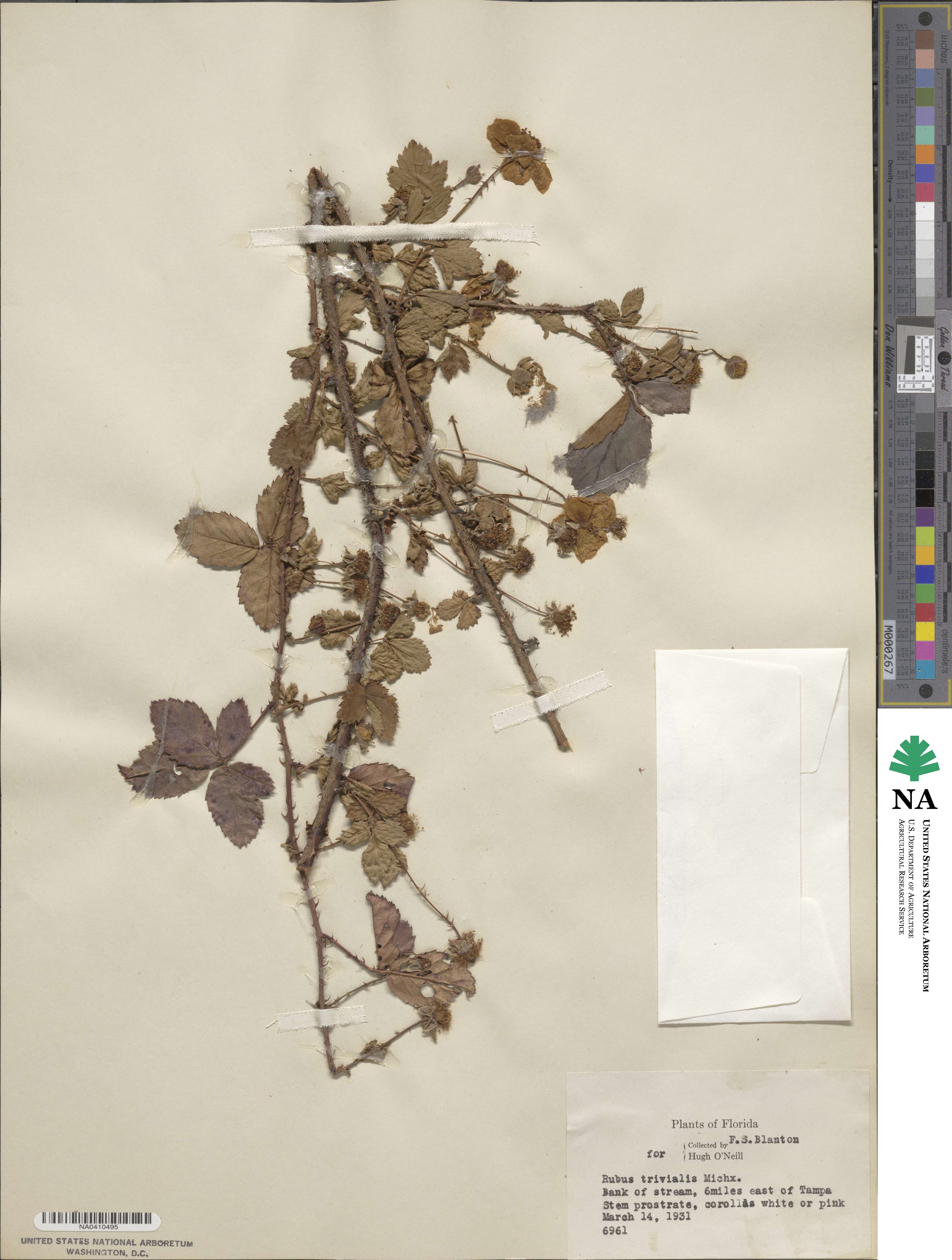 Rubus trivialis image