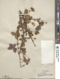 Rubus trivialis image