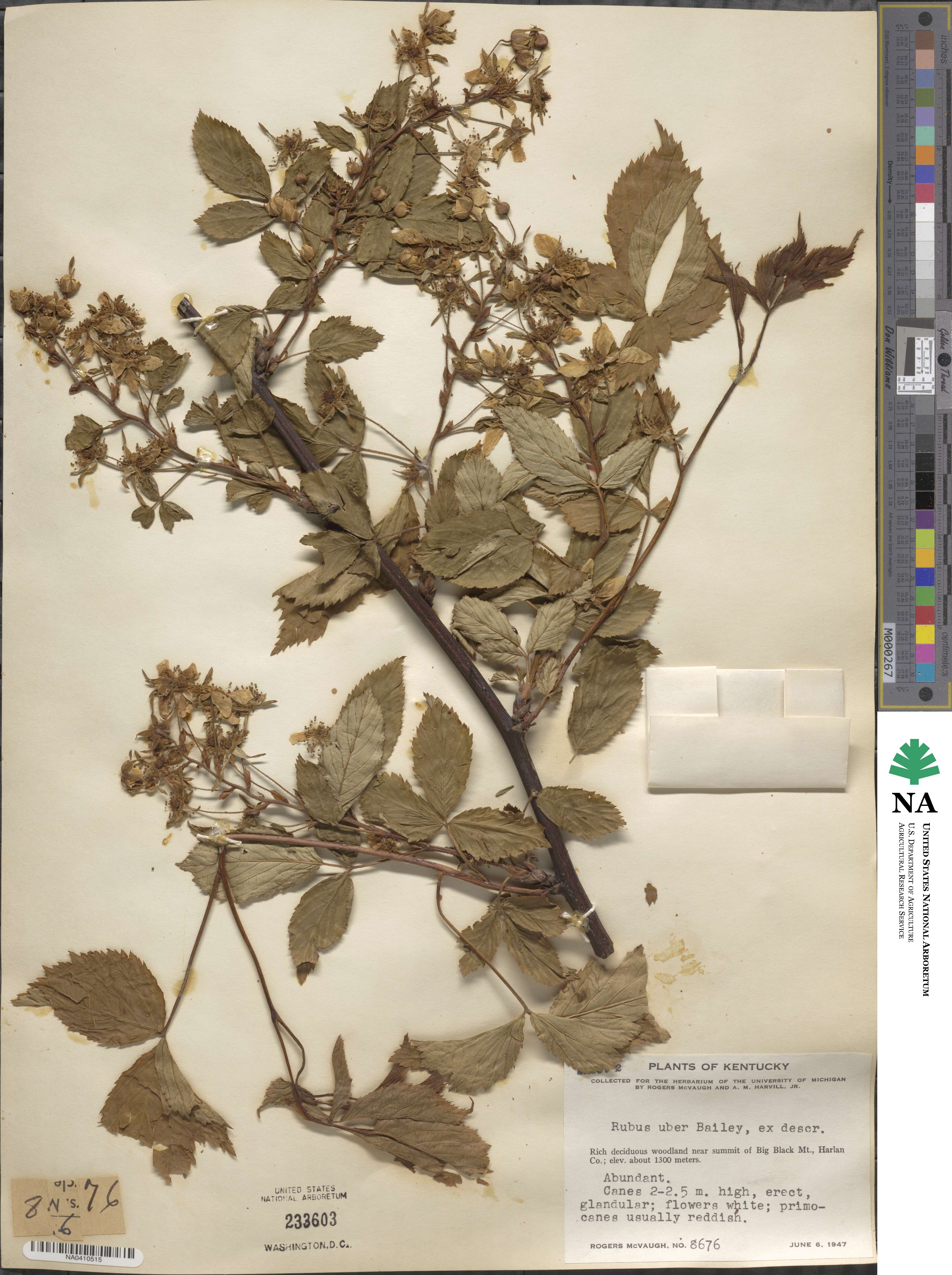 Rubus allegheniensis var. gravesii image