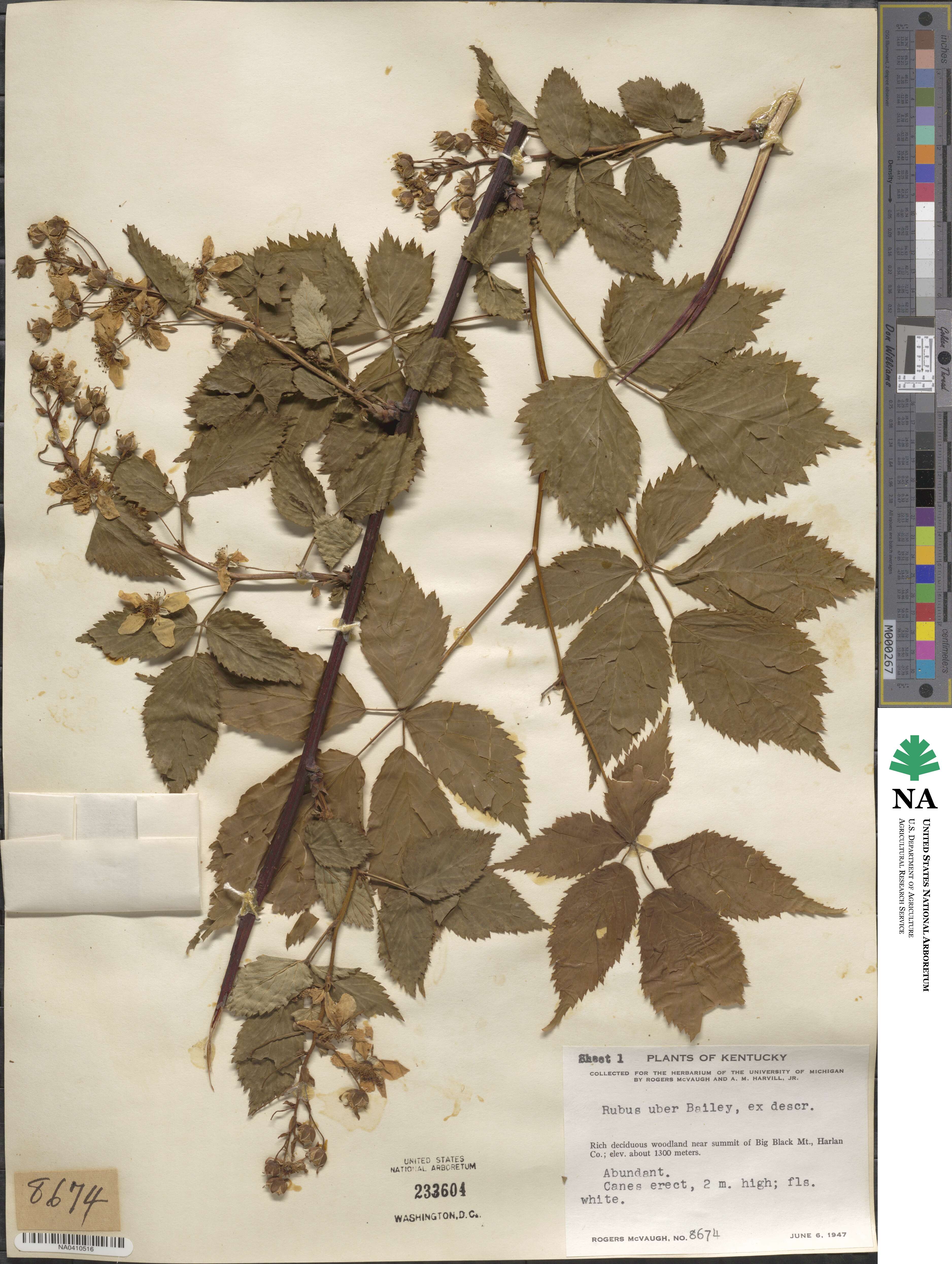 Rubus allegheniensis var. gravesii image