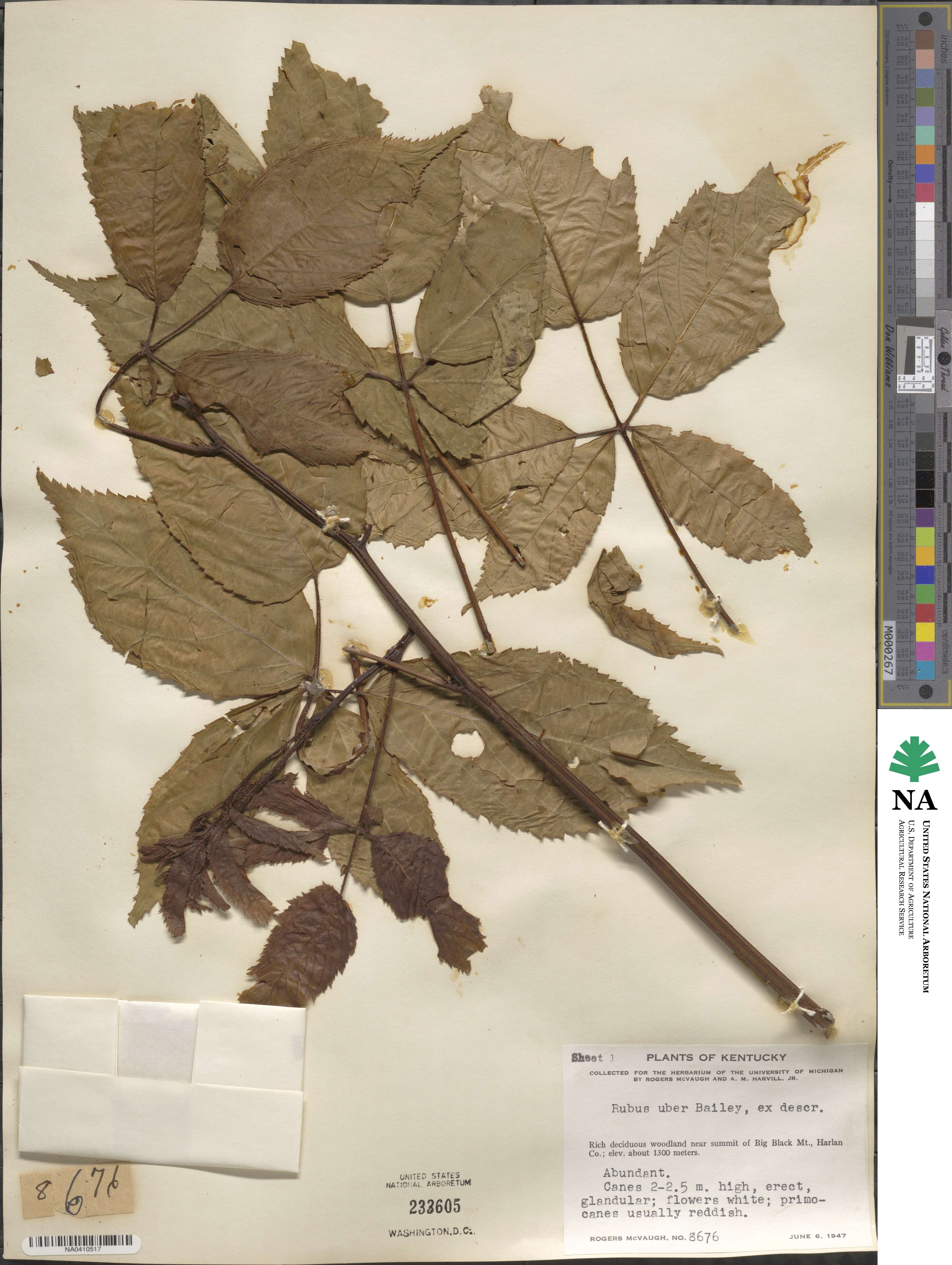 Rubus allegheniensis image