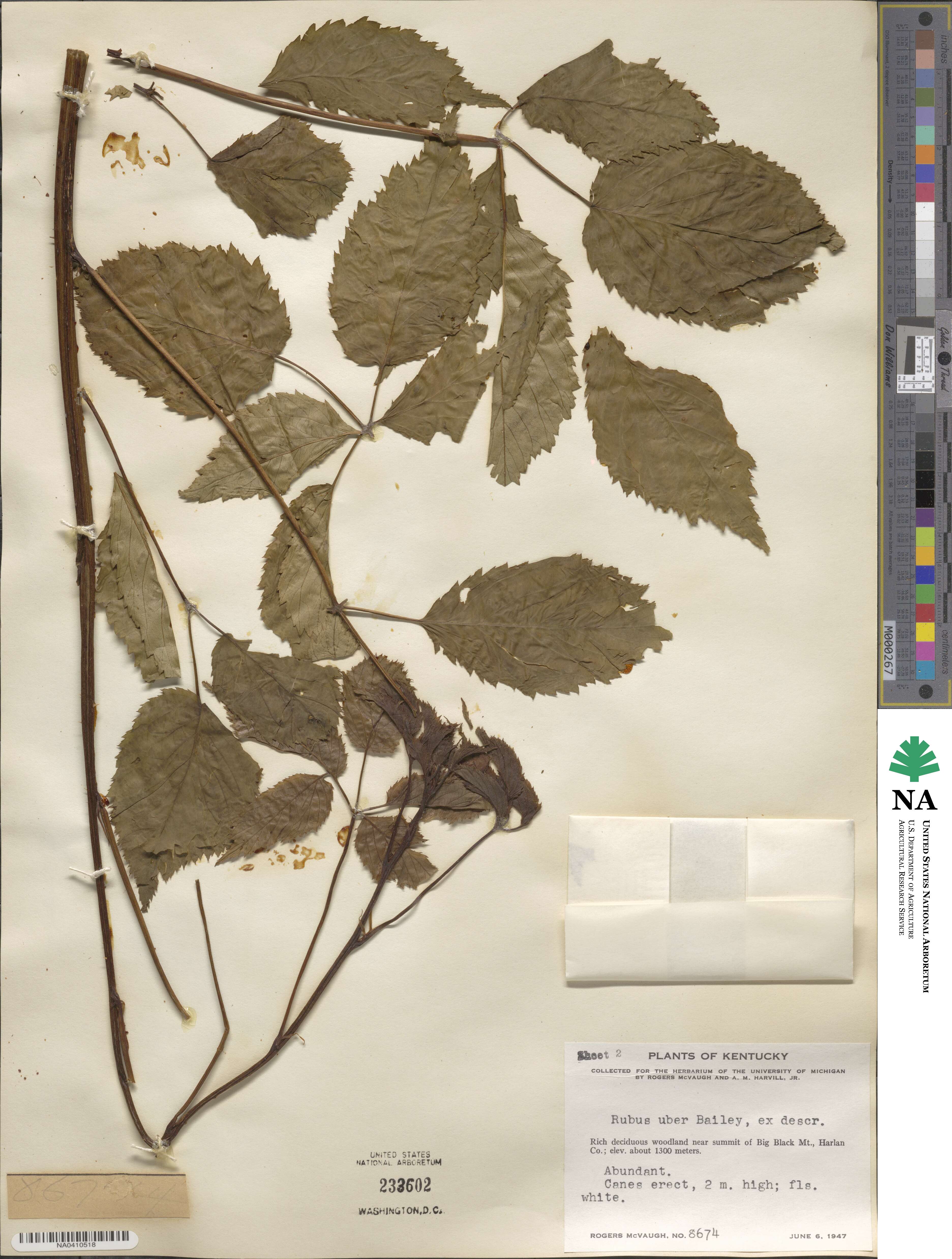 Rubus allegheniensis image